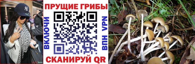 shop наркотические препараты  ОМГ ОМГ маркетплейс  Катайск  Галлюциногенные грибы ЛСД 